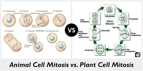 💌 Difference Between Plant And Animal Cells Difference Between Plant