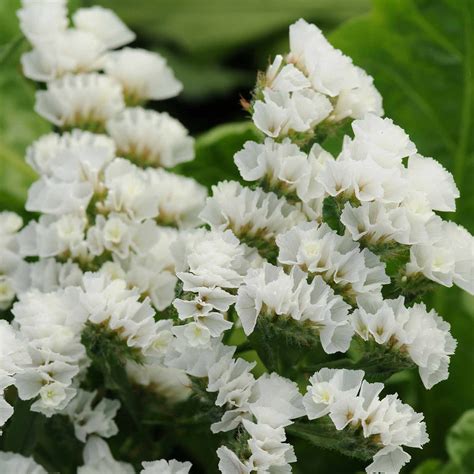 Statice Flower Garden Seeds Qis Series White 1000 Seeds Annual