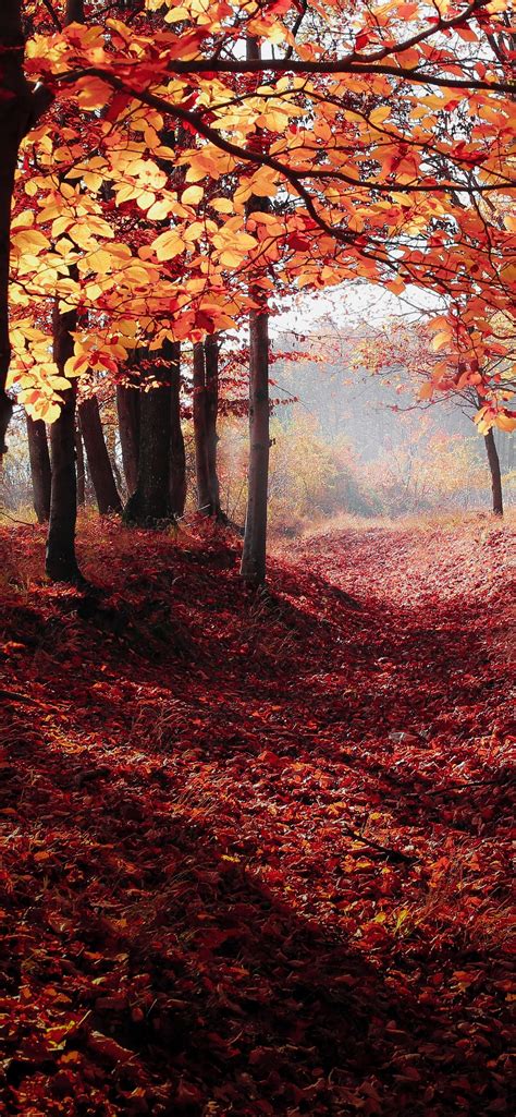 Unduh 63 Autumn Woods Iphone Wallpaper Gambar Gratis Terbaru Postsid