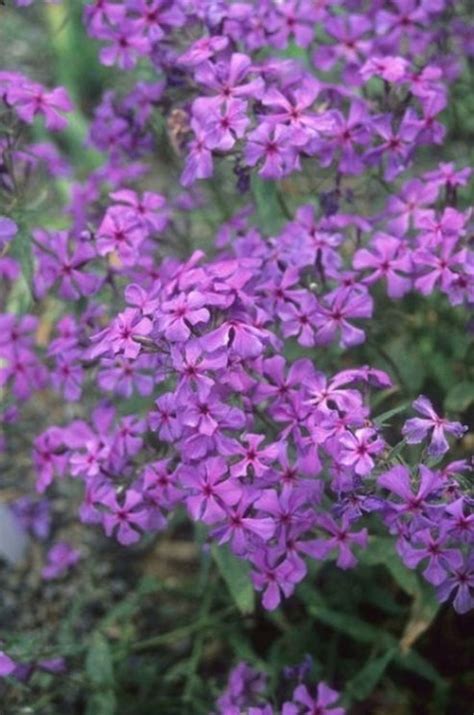 Learn About Phlox Divaricata Louisiana Louisiana Purple Woodland