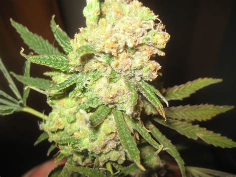 All rights reserved © thē haze / 2020. Strain-Galerie: Cannalope Haze (DNA Genetics Seeds) PIC ...