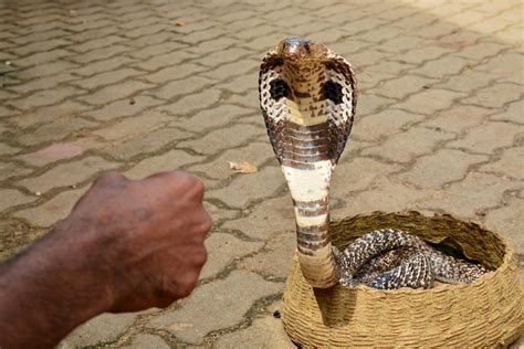 Snake Dance Mahady Hasan Riad Flickr