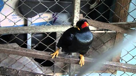 The Amazing Talking Hill Mynah Bird Tong 3 Of 5 Youtube