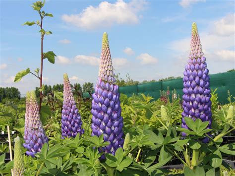 It also reverses the signs of aging like wrinkles. Lupine 'Persian Slipper' - Alles erfahren über Blüte ...