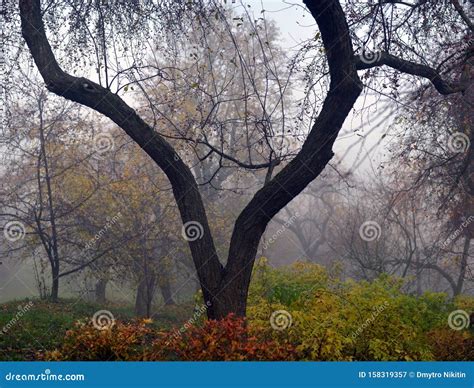 Autumn Nature Misty Autumn View Of Autumn Park Alley In Dense Fog