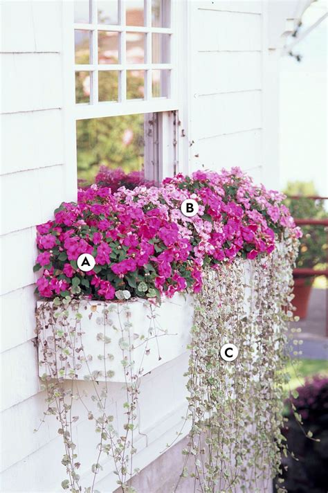 16 Easy Recipes For Shady Window Boxes Window Box Flowers Planter