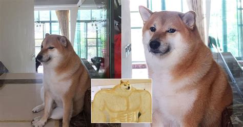 Beloved Meme Dog Cheems The Shiba Inu Passes Away Aged 12