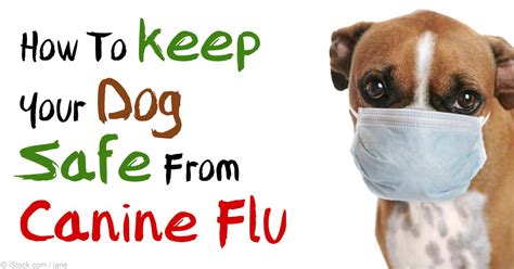Canine Influenza Infects Almost 100 Of Dogs Exposed To It