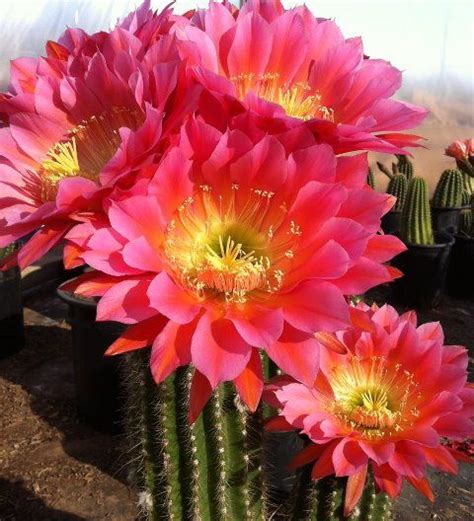 Argentine Giants Flowers Planting Flowers Cactus