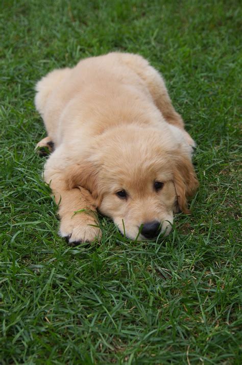 Jetzt süße hundebilder und sweet dogs entdecken? Cute puppy | Tiere, Tierbilder, Hunde