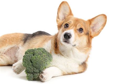 Can Dogs Eat Broccoli Is Broccoli Good For Dogs The Everything Dog Site