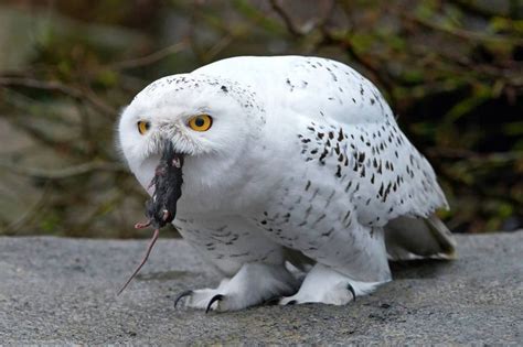 10 Ciri Dan Fakta Menarik Tentang Burung Hantu Putih