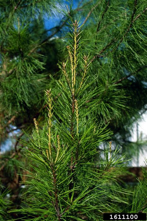 Spruce Pine Pinus Glabra