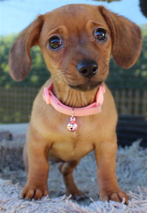 This Is Pebbles My Little Chiweenie A Dachshund Chihuahua Mix When