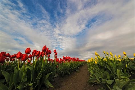 Skagit Valley Tulip Festival 2016 North Western Images Photos By