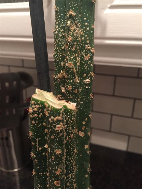 I thought that it was a fungus of some type but through some research i found that it was not. identification - What are these white/yellowish spots on ...