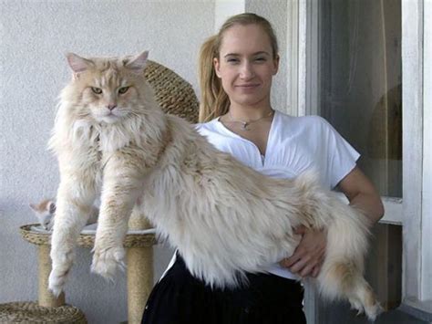 Results for maine coon in cats & kittens for rehoming. The Maine Coon Price and Where to Find Them - HereKitt.com
