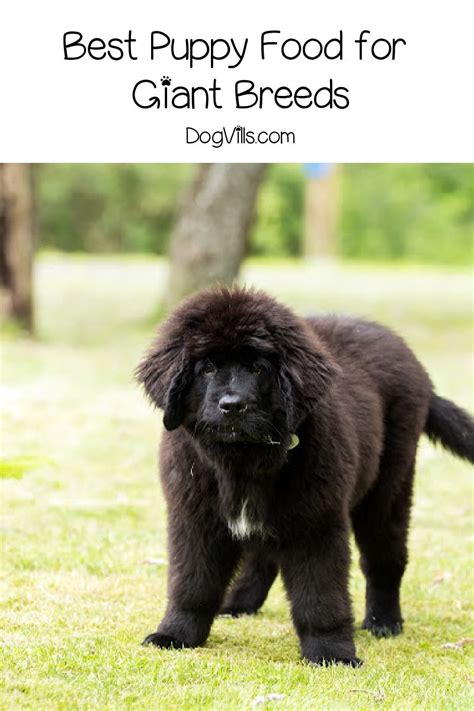 See our picks for the best 10 puppy food for large breeds in uk. Our Top Picks for the Best Puppy Food for Giant Breeds ...