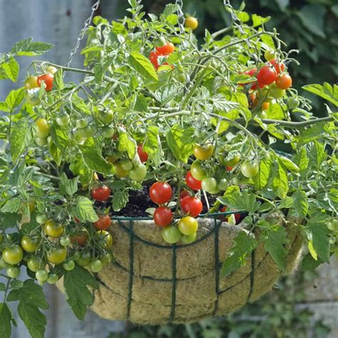 How To Grow Cherry Tomatoes In A Pot Like A Pro Pretty Frugal