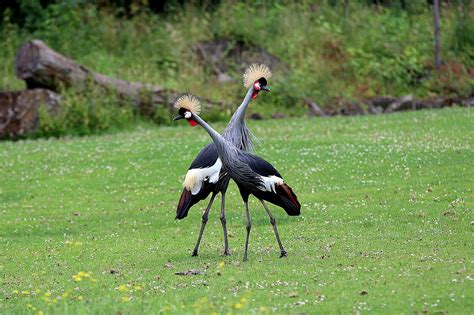 Grey Crowned Cranes Meet Them At Zoo Leipzig