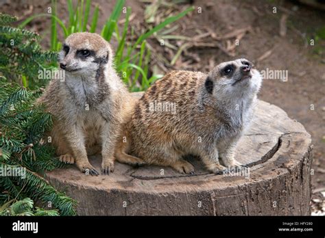 Close Up On Two Meerkats Sitting On A Cut Tree Stump Looking For