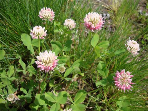 Clover Edible And Medicinal Uses ~ Missies Kitchen