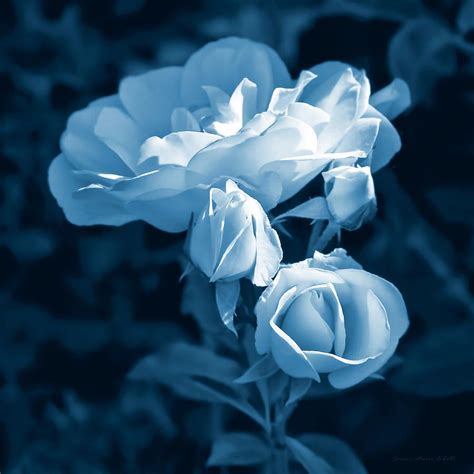 Evening Light Blue Roses In The Garden By Jennie Marie Schell Blue