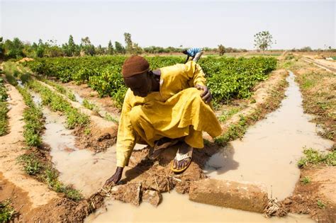 Sage Farmers Adapt To A Changing Climate In Burkina Faso