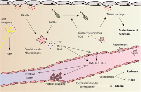 Tissue And Vascular Changes During A Local Inflammatory Event The Five