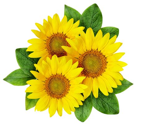 Free 174 Cute Sunflower Clipart Png SVG PNG EPS DXF File