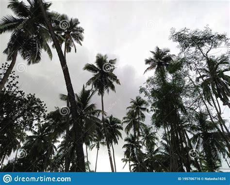 Nature S Beauty In Goa During The Rainy Season Stock Photo Image Of