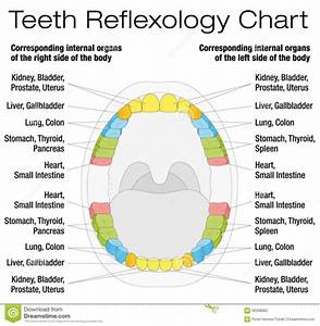 Free Referred Tooth Chart Templates Customize Download Print