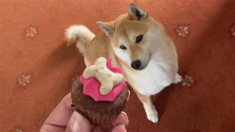 Akira Gets Doggy Cupcakes Youtube