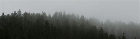 Tranquility Pine Woodland Sky 4k Fog Nature Environment Tranquil