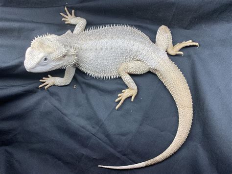 Know Different Types Of Bearded Dragons Pets Nurturing
