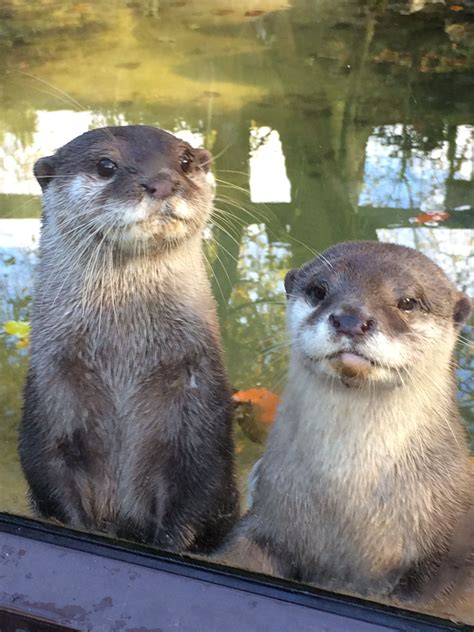 Super Cute Otters At Dudley Zoo Dudley Zoological Gardens Детеныши