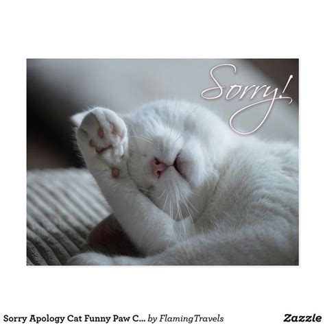 Sorry Apology Cat Funny Paw Cute Animals Postcard Uk Cute