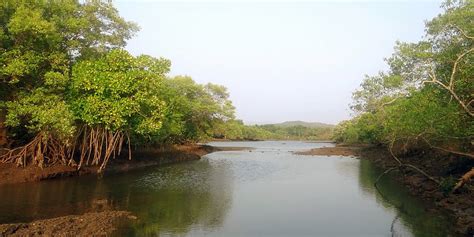 Sundarbans Travel Tips Sundarban Kaberi Travels