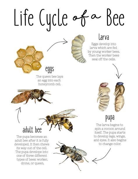 Life Cycle of a Bee Pack Digital Download / Honey Bee Life | Etsy