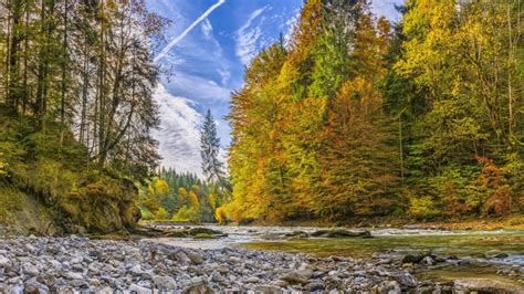River In Autumn Forest Wallpaper Backiee