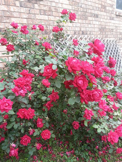 Rose Bushes Mostly Collectors Weekly