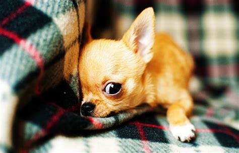 Cómo Cuidar El Pelo De Un Chihuahua Sooluciona