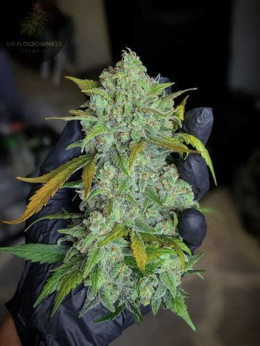 Stardawg Auto Cannabis Seeds Buy Star Dawg Weed Strain Fast Buds