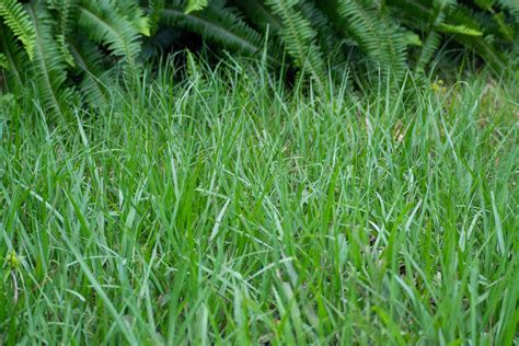 Bahia Grass Care And Growing Guide