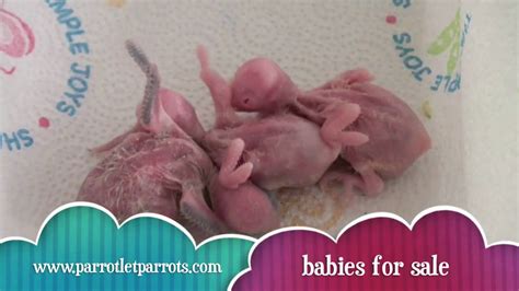 10 Day Old Baby Parrotlets Youtube