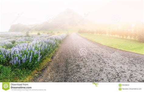Wild Blue Lupinus Blooming In High Grass At Summer Stock Photo Image
