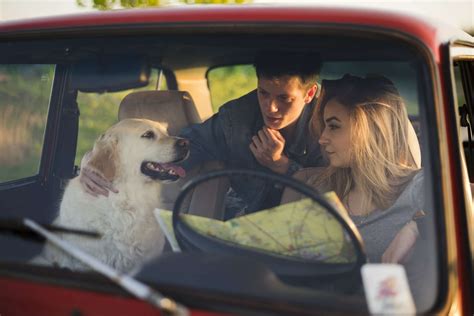 Consejos Para Viajar En Coche Con Tu Perro Automóviles Galindo