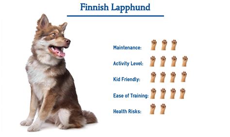 Finnish Lapphund Dog Breed Everything You Need To Know At A Glance