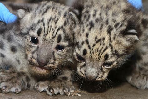 Baby Snow Leopards Born At Zoo Boise Boise State Public