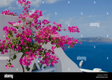 Scenic With Pink Flowers In Santorini Greece In Greek Islands Stock